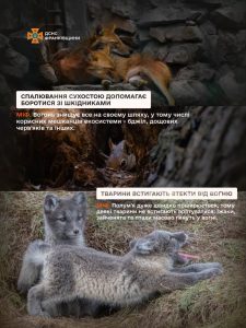 Безпечне довкілля: чому варто відмовитися від випалювання сухостою