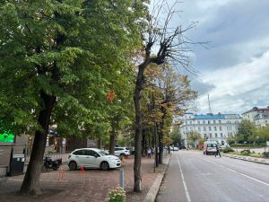 В Івано-Франківську тривають роботи з видалення засохлих дерев