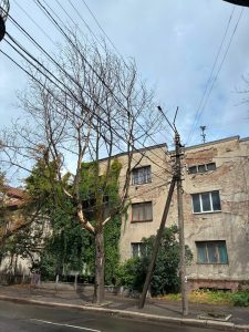 В Івано-Франківську тривають роботи з видалення засохлих дерев