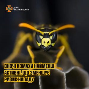 Поради рятувальників щодо знищення гнізд агресивних комах у домашніх умовах