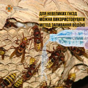 Поради рятувальників щодо знищення гнізд агресивних комах у домашніх умовах