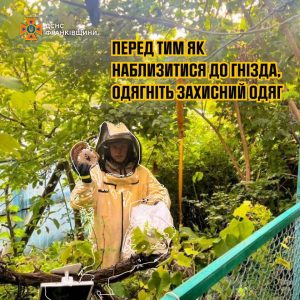 Поради рятувальників щодо знищення гнізд агресивних комах у домашніх умовах